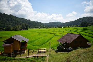 Green rice fields at Ban Mae Klang Luang village in Chiangmai province, Thailand.