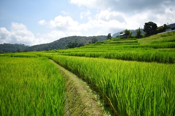 Obraz premium Green rice fields at Ban Mae Klang Luang village in Chiangmai province, Thailand.