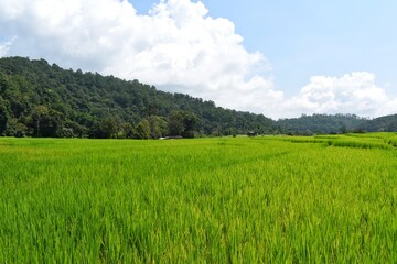 Green rice fields at Ban Mae Klang Luang village in Chiangmai province, Thailand.