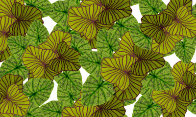brown and  green Tropical leaves hand drawn  pattern  ,wallpaper  nature background design