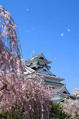 上山城の桜（山形県・上山市）