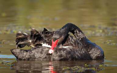 Fototapeta premium Black swan preening its feathers on the water.