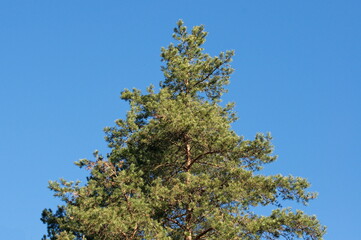 Pine tree against the blue sky. April. Moscow region.