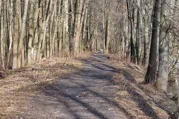 Obraz premium A path in the spring forest. April. Moscow region.