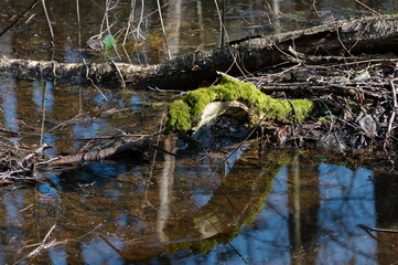 An old snag overgrown with moss and its reflection. April