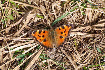 Butterfly urticaria Aglais urticae on dry grass. April.
