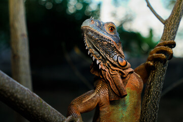 Close up-macro orange iguana reptile animal low angle shoot