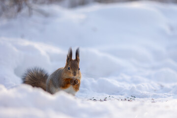 Squirrel sits in snow and eats nuts in winter snowy park. Winter color of animal