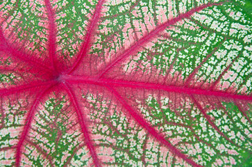 Beautiful red and pink pattern on green background of caladium leaf