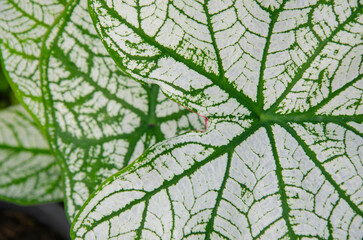 Green veins on white background of caladiium leaves