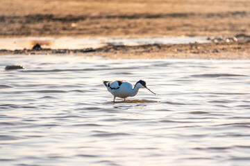 Water bird pied avocet, Recurvirostra avosetta, feeding in the lake. The pied avocet is a large...