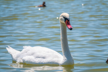 Graceful white Swan swimming in the lake, swans in the wild. Portrait of a white swan swimming on a lake.