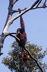 Orangutan (orang-utan) in his natural environment in the rainforest on Borneo (Kalimantan) island hanging on tree