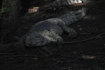 alligator in the everglades