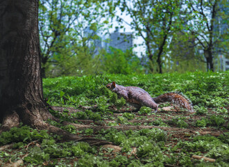 tree in the park with squirrel