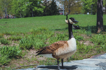 country goose on the grass