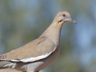 close up of a dove