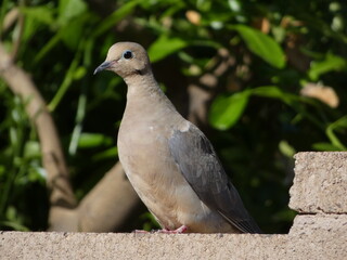 close up of a dove