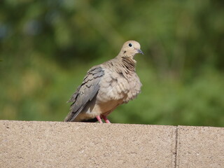 dove on the wall