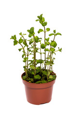 Bush of fragrant mint in a pot on a white background