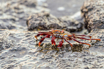 Grapsus grapsus(red crab) of the Galapagos Islands