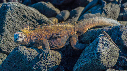 Marine iguana and lava lizards
