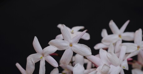 jasmine flowers on black background.