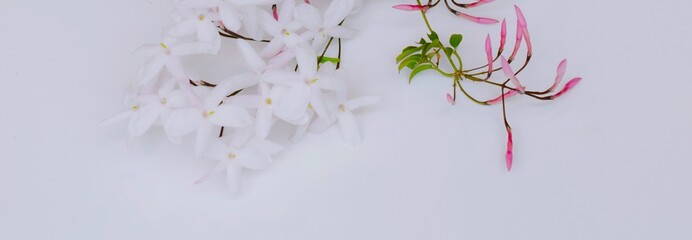 白背景にハゴロモジャスミンの花のフレーム、羽衣ジャスミンの背景素材