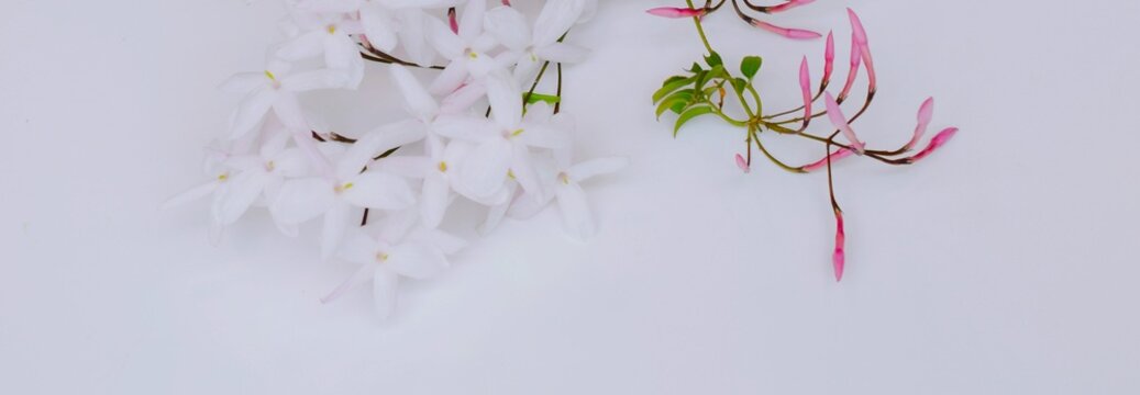 羽衣ジャスミン の画像 54 件の Stock 写真 ベクターおよびビデオ Adobe Stock