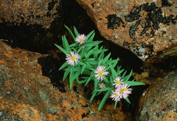 Purple asters grow out of crevices along  the banks of the Main River, Newfoundland and Labrador