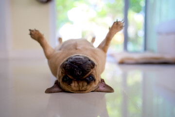 Lazy dog laying on back indoor.