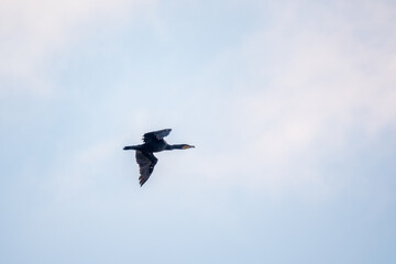 Fototapeta na wymiar Black Cormorant flying in blue sky. The great cormorant, Phalacrocorax carbo