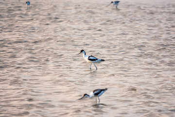 Two water birds pied avocet, Recurvirostra avosetta, feeding in the lake. The pied avocet is a...