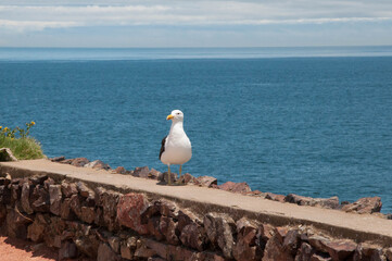 Lone seagull with sea in the background in uruguay