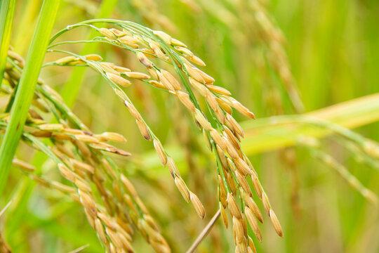 grain from the ears of the field is ripening. green blur background