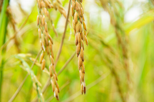 grain from the ears of the field is ripening.