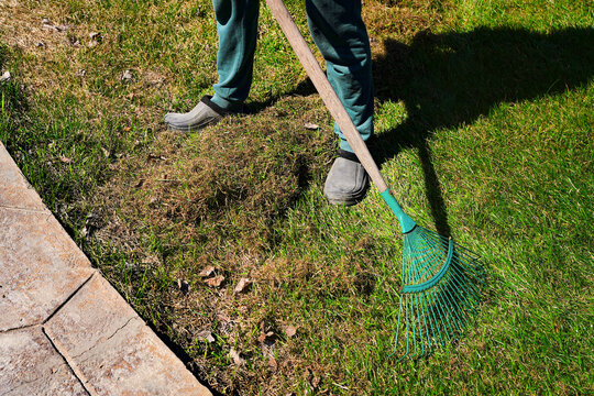 Cleaning the lawn from dry and rotten grass after winter. Green lawn after winter close-up. Spring grass care