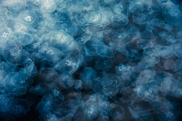 Many small jellyfish Aurelia aurita in Black sea. Crimea