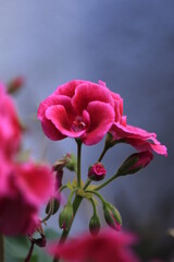 pink rose flower