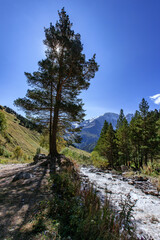 Pine tree on the bank of the Terskol river Caucasus Russia