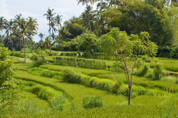 Fototapeta na wymiar Natural Countryside Agriculture Scenery Of The Rice Field, Ringdikit Village, North Bali, Indonesia