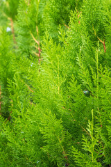 Green branches and young leaves of a thuja tree.