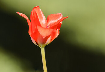 tulipe.