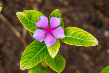 Rose periwinkle, Catharanthus roseus, commonly known as bright eyes, Cape periwinkle, graveyard...