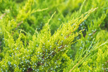 Green branches and young leaves of a thuja tree.