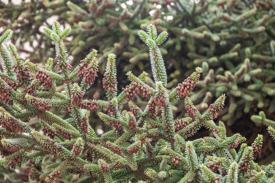 Noble or Red Fir Tree, Abies procera, with needles and cones