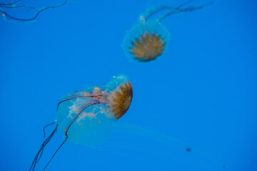 jellyfish in the water - national aquarium