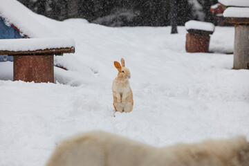Rabbits n the Snow, Winter Season Golcuk National Park, Bolu Turkey