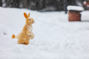Rabbits n the Snow, Winter Season Golcuk National Park, Bolu Turkey