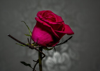 red rose in barbed wire on a black background